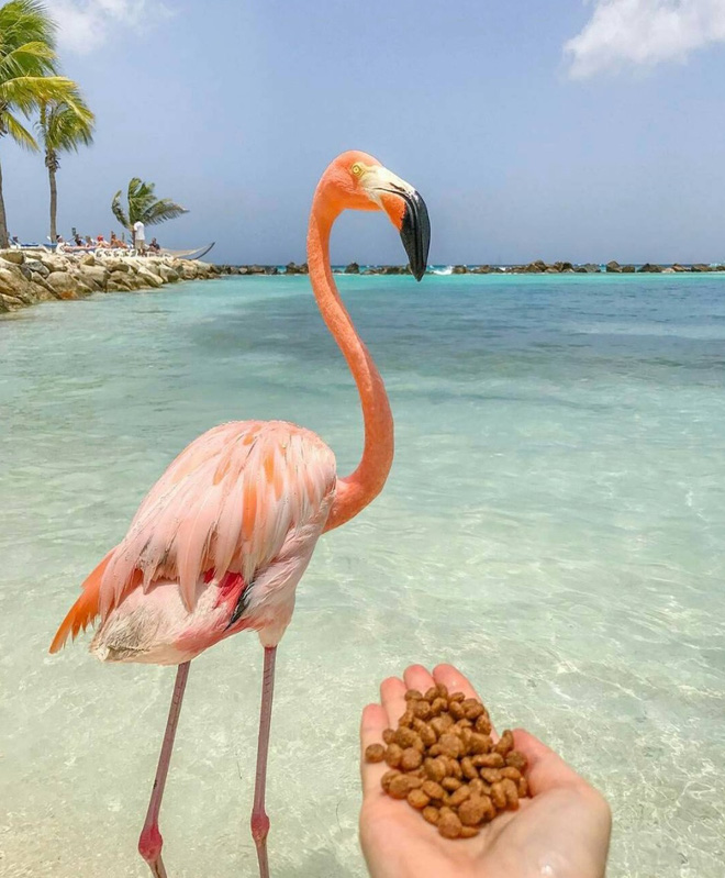 Nắng nóng kỷ lục, cùng đến thiên đường hồng hạc Aruba để tận hưởng ngay thôi - 8