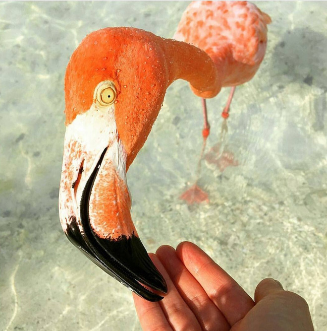 Nắng nóng kỷ lục, cùng đến thiên đường hồng hạc Aruba để tận hưởng ngay thôi - 11