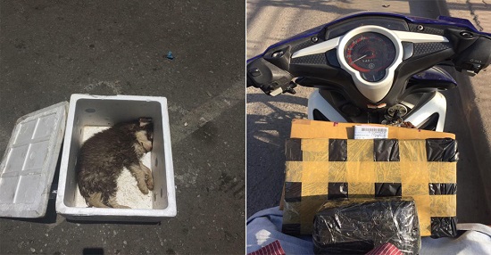 Sự thật nào sau bức ảnh chú chó chết trong thùng xốp đang khiến dân mạng phẫn nộ? - 1