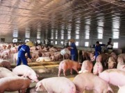 Mua sắm - Giá cả - Lợn hơi tăng giá, tồn kho không còn nhiều