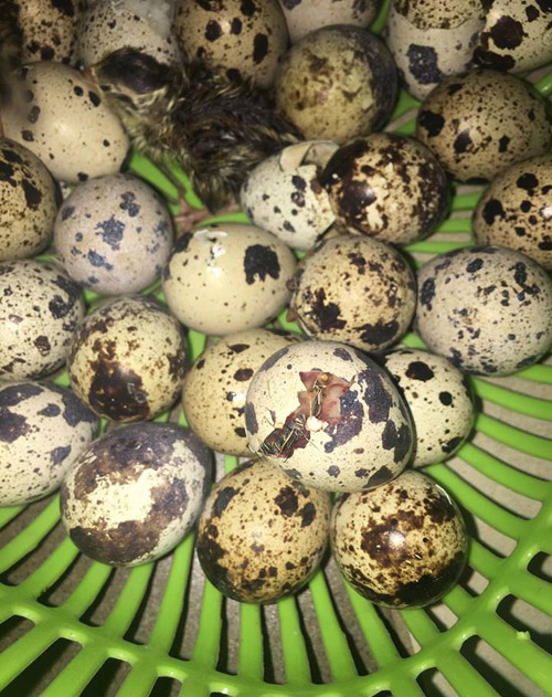 Mua trứng cút lộn trong ngày nắng nóng, cô gái 15 tuổi bỗng amp;#34;làm mẹamp;#34; bất đắc dĩ - 2