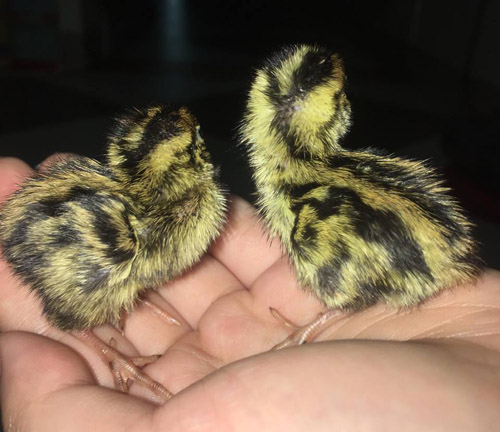 Mua trứng cút lộn trong ngày nắng nóng, cô gái 15 tuổi bỗng amp;#34;làm mẹamp;#34; bất đắc dĩ - 3