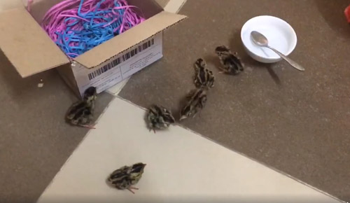 Mua trứng cút lộn trong ngày nắng nóng, cô gái 15 tuổi bỗng amp;#34;làm mẹamp;#34; bất đắc dĩ - 4