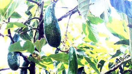 Bơ khủng dài gần nửa mét cháy hàng - 1