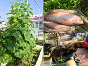Nhà đẹp - Phục lăn ông bố 8x với tài trồng rau nuôi gà cá phủ kín sân thượng 80m²