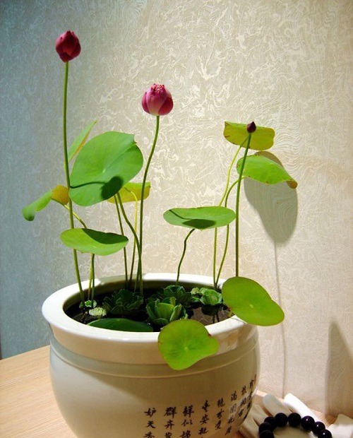 Mùa sen đến rồi, không tự trồng sen mini trong chậu thì quá phí! - 8