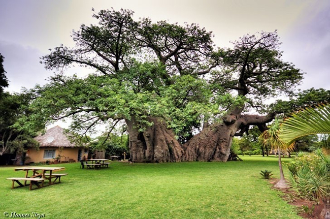 Quán Sunland, Nam Phi: Quán rượu nhỏ này nằm trong một cây baobab cổ thụ đã hơn 1700 năm tuổi ở Modjadjiskloof, châu Phi. Quầy rượu nằm trong phần rỗng của thân cây và chỉ có thể phục vụ 15 khách cùng lúc.
