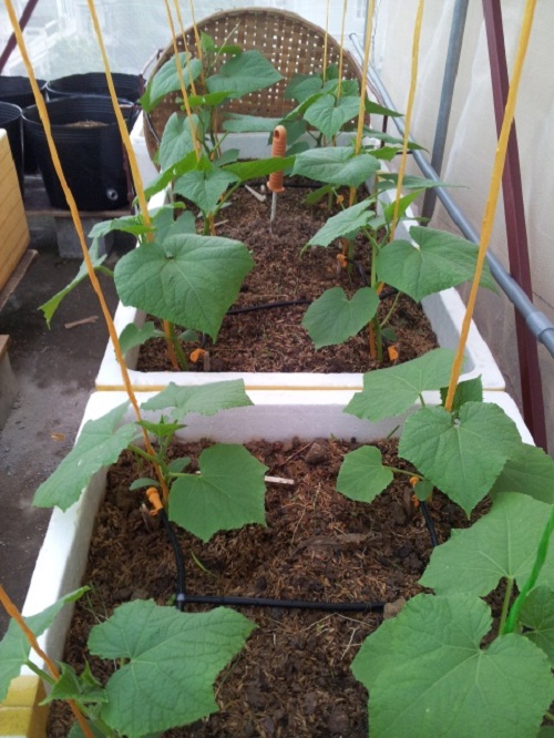 Cách trồng bí xanh amp;#34;3 dễamp;#34; sai trĩu giàn, cho quả ăn ngọt mát suốt hè - 4