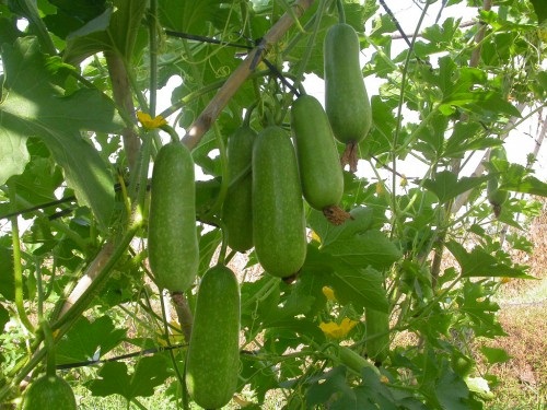 Cách trồng bí xanh amp;#34;3 dễamp;#34; sai trĩu giàn, cho quả ăn ngọt mát suốt hè - 6