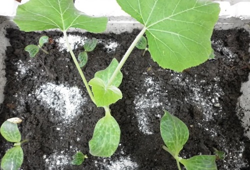 Cách trồng bí xanh amp;#34;3 dễamp;#34; sai trĩu giàn, cho quả ăn ngọt mát suốt hè - 3