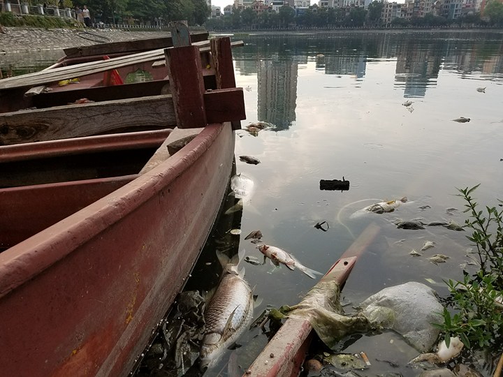 Hà Nội:  Sau tròn 1 năm, cá lại chết trắng mặt hồ Hoàng Cầu - 6