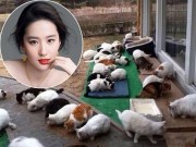 Làng sao - Lưu Diệc Phi nuôi tới 50-60 con mèo hoang, mèo lạc trong nhà