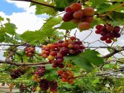 Nhà đẹp - "Lạc trôi" vào vườn nho chín mọng của nông dân bê tông giữa Sài Gòn