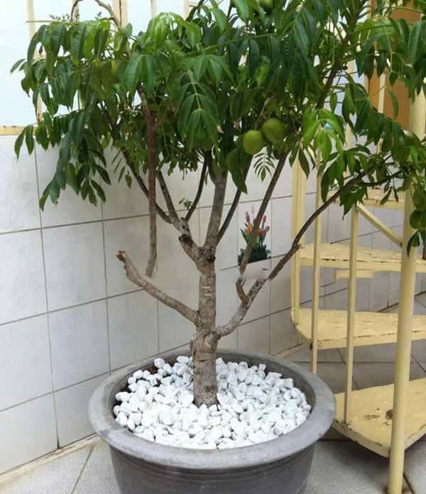 Nhà phố đất chật, vẫn có cách trồng cóc Thái trĩu quả trong chậu - 1