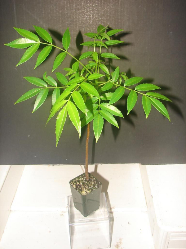 Nhà phố đất chật, vẫn có cách trồng cóc Thái trĩu quả trong chậu - 2