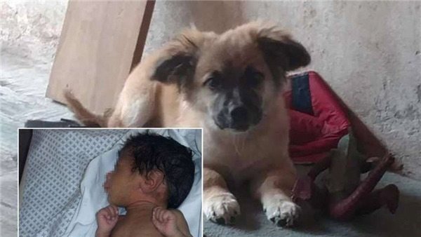 Bé sơ sinh bị bỏ rơi trong túi nilon giữa trời giá lạnh được cứu sống nhờ... một chú chó - 3