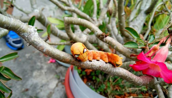 Ngỡ ngàng trước loài sâu bướm amp;#34;hóa trangamp;#34; giống hệt siêu anh hùng - 2