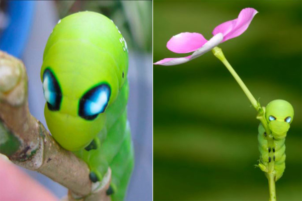 Ngỡ ngàng trước loài sâu bướm amp;#34;hóa trangamp;#34; giống hệt siêu anh hùng - 4