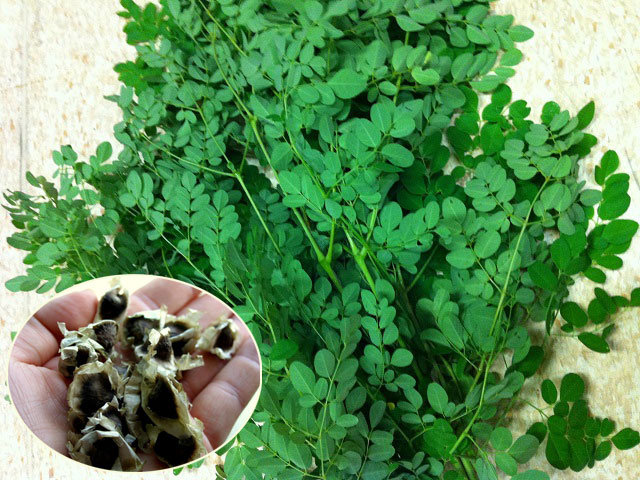 Mách chị em cách trồng chùm ngây, loại rau bổ gấp mấy lần sữa và hạnh nhân