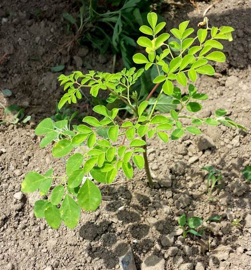 Mách chị em cách trồng chùm ngây, loại rau bổ gấp mấy lần sữa và hạnh nhân - 8
