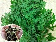 Nhà đẹp - Mách chị em cách trồng chùm ngây, loại rau bổ gấp mấy lần sữa và hạnh nhân