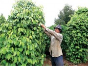Mua sắm - Giá cả - Người trữ tiêu lên cơn... "tăng xông" vì giá giảm tới 50%