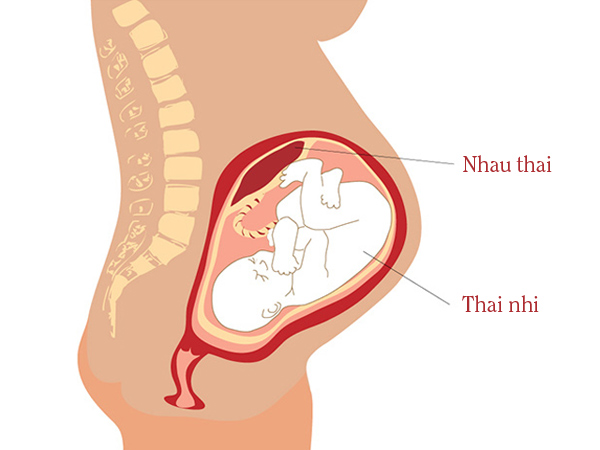 Nhau thai – bộ phận amp;#34;dùng một lầnamp;#34; khi mang bầu, có chức năng gì? - 1