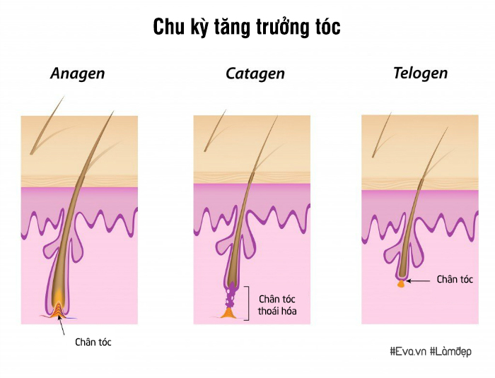 Lý giải vì sao sợi tóc thì mọc dài mãi trong khi lông mày, lông mi cứ cụt ngủn thế này - 4