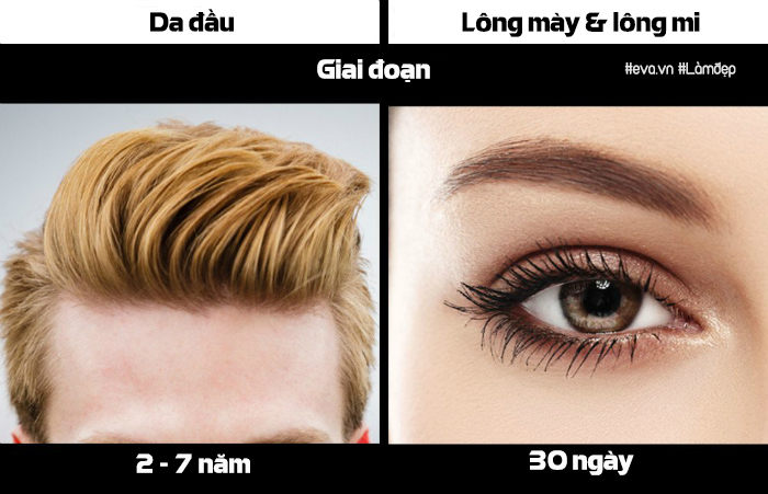 Lý giải vì sao sợi tóc thì mọc dài mãi trong khi lông mày, lông mi cứ cụt ngủn thế này - 7