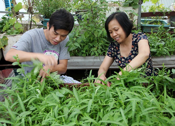 amp;#34;Soái caamp;#34; Hà thành chiều vợ, phá mái tôn để trồng rau, nuôi gà - 3