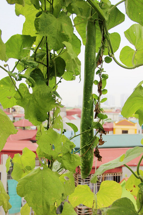 amp;#34;Soái caamp;#34; Hà thành chiều vợ, phá mái tôn để trồng rau, nuôi gà - 8