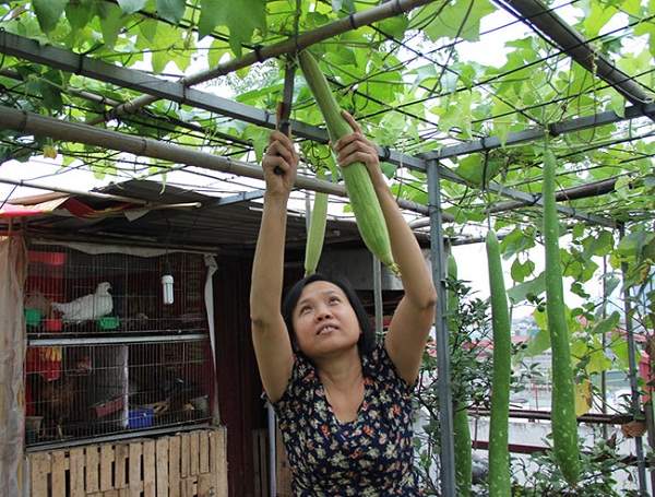 amp;#34;Soái caamp;#34; Hà thành chiều vợ, phá mái tôn để trồng rau, nuôi gà - 10