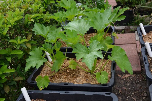 Mẹ đã biết cách trồng bí ngồi - loại bí ngọt nhất trong họ nhà bí chưa? - 4