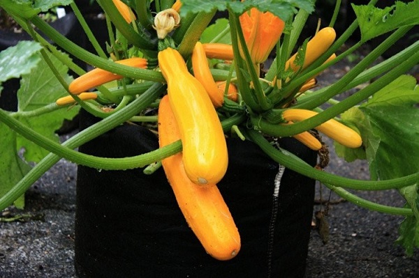 Mẹ đã biết cách trồng bí ngồi - loại bí ngọt nhất trong họ nhà bí chưa? - 2