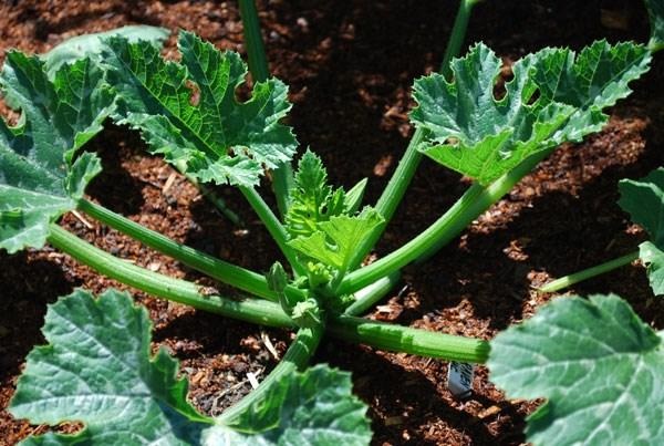 Mẹ đã biết cách trồng bí ngồi - loại bí ngọt nhất trong họ nhà bí chưa? - 5