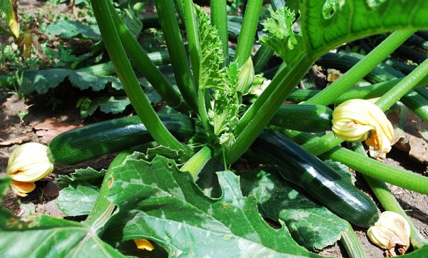 Mẹ đã biết cách trồng bí ngồi - loại bí ngọt nhất trong họ nhà bí chưa? - 6