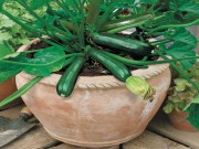 Nhà đẹp - Mẹ đã biết cách trồng bí ngồi - loại bí ngọt nhất trong họ nhà bí chưa?