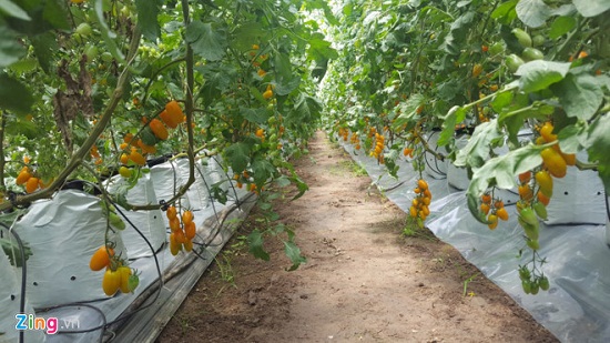 Chuyện thật như đùa: Dùng bỉm trồng rau, bia tưới nấm, ngô bón cam... - 13