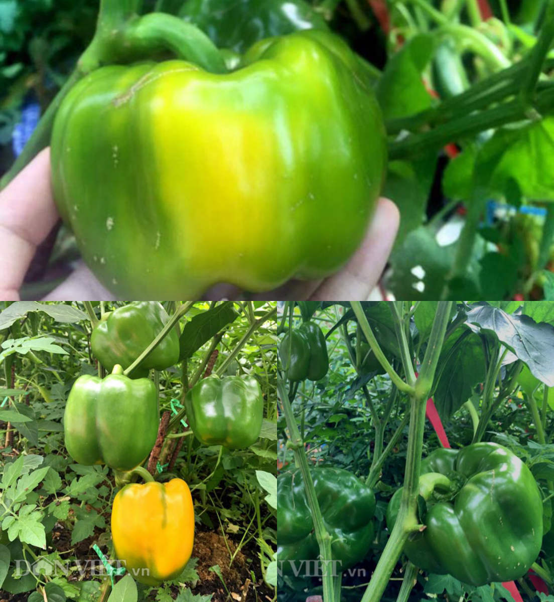 Chuyện thật như đùa: Dùng bỉm trồng rau, bia tưới nấm, ngô bón cam... - 15