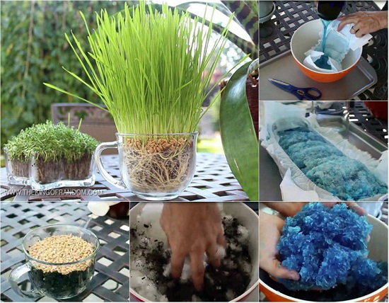 Chuyện thật như đùa: Dùng bỉm trồng rau, bia tưới nấm, ngô bón cam... - 2