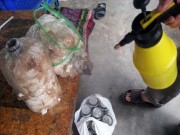 Nhà đẹp - Chuyện thật như đùa: Dùng bỉm trồng rau, bia tưới nấm, ngô bón cam...