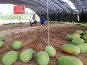 Nhà đẹp - Kỳ lạ giống dưa hấu 'bạch tuộc' cho ra 131 quả chỉ trong 90 ngày