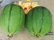 Nhà đẹp - Mẹ Việt xứ Đài bày mẹo trồng loại mướp cho trái to như quả dưa hấu