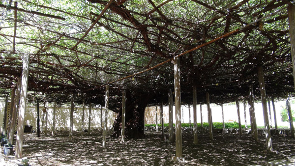 Cây hoa hồng nhận kỉ lục Guinness thế giới vì... to lớn như cây cổ thụ - 1