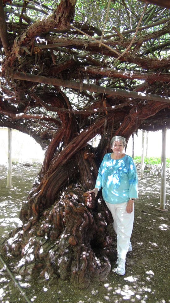 Cây hoa hồng nhận kỉ lục Guinness thế giới vì... to lớn như cây cổ thụ - 2