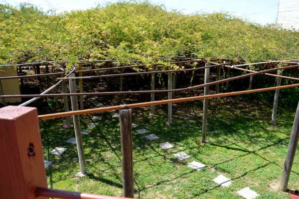 Cây hoa hồng nhận kỉ lục Guinness thế giới vì... to lớn như cây cổ thụ - 7