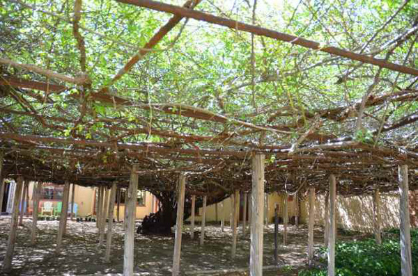 Cây hoa hồng nhận kỉ lục Guinness thế giới vì... to lớn như cây cổ thụ - 3