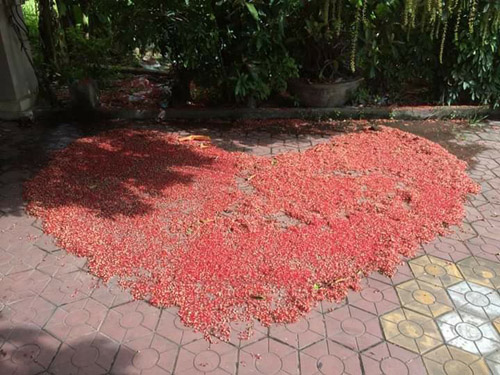 Hoa lộc vừng rụng đỏ sân, dân mạng thi nhau khoe ảnh amp;#34;quét hoa nghệ thuậtamp;#34; - 12
