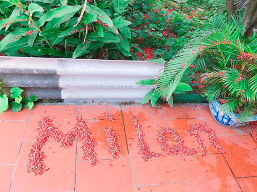 Hoa lộc vừng rụng đỏ sân, dân mạng thi nhau khoe ảnh amp;#34;quét hoa nghệ thuậtamp;#34; - 6