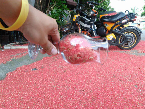 Hoa lộc vừng rụng đỏ sân, dân mạng thi nhau khoe ảnh amp;#34;quét hoa nghệ thuậtamp;#34; - 17